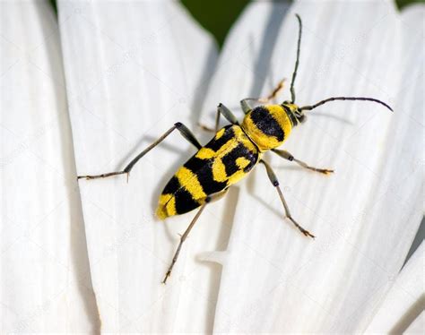 Yellow Beetle With Black Spots — Stock Photo © Jukov 27307647