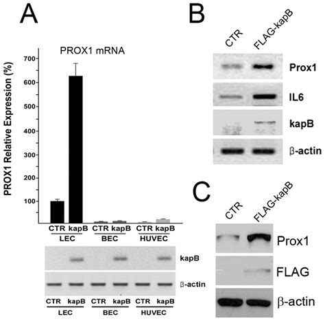 Kaposin B Upregulates Prox1 In Primary Lymphatic Endothelial Cells A