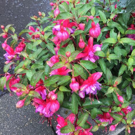 Fuchsia Winston Churchill Fuchsia Winston Churchill In Gardentags