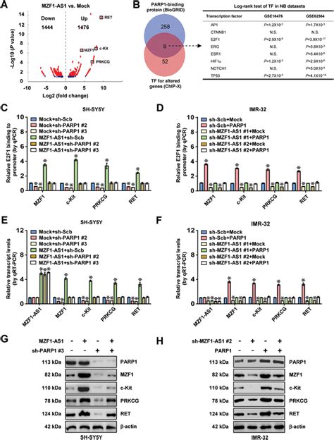 MZF1AS1 Increases E2F1 Target Gene Expression Through PARP1 A