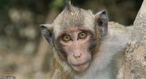 Fury Over Plan To Build Mini City Of 30k Research Monkeys In Georgia