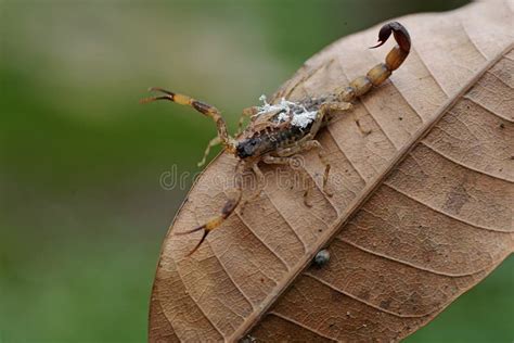 A Mother Chinese Swimming Scorpion Holds Her Babies To Protect Them