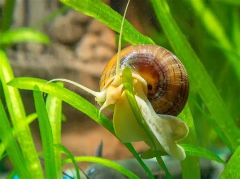 What Eats Snails: Unraveling Nature's Mollusk Munchers - AquariumPub