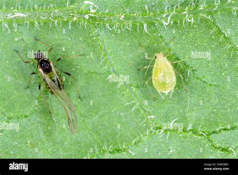 Winged And Wingless Form Of Myzus Persicae Known As The Green Peach