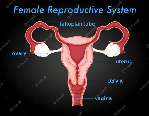 Human Reproductive System Diagram For Kids