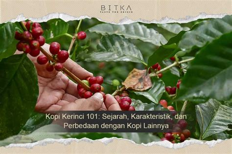 Kopi Kerinci 101 Sejarah Karakteristik Dan Perbedaan Dengan Kopi