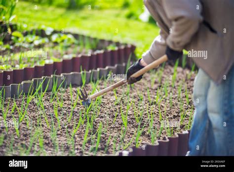 Le D Sherbage De Lits Avec Des Plantes D Agriculture Poussant Dans Le