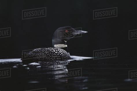 Common Loon Floating On Water Stock Photo Dissolve