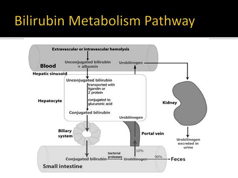 Ppt Neonatal Jaundice Hyperbilirubinemia Of The Newborn Powerpoint