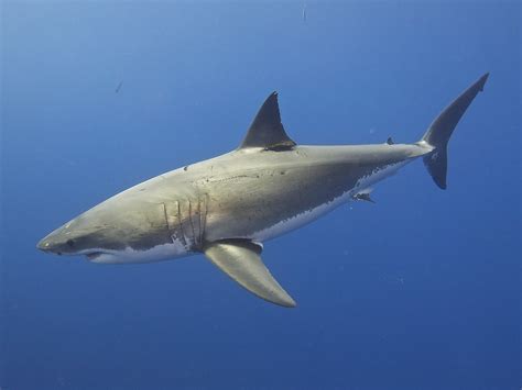 Great White sharks by Cormac Beamer