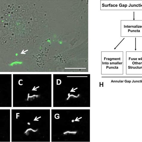 Time Lapse Imaging Of Cells Expressing Cx Gfp A Dic Image Of Cell