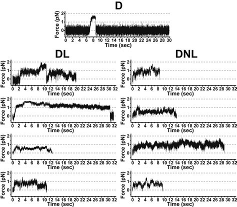 Lis And Nude Induce A Persistent Dynein Force Producing State Cell