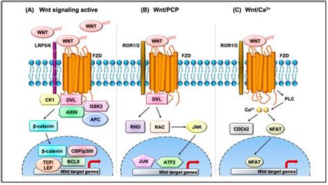 Wnt Signaling In Human Diseases Encyclopedia Mdpi