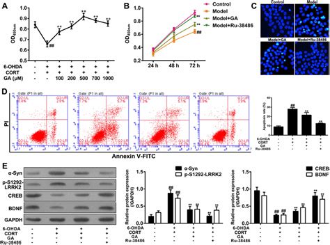 Ga Attenuated 6 Ohda And Cort Induced Neurotoxicity In Sh Sy5y Cells A