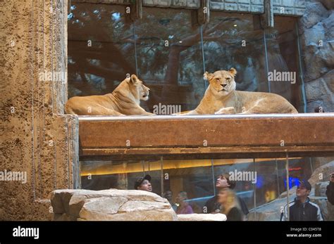 Lion Habitat Mgm Grand Las Vegas Boulevard South Las Vegas