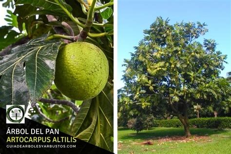 Árbol Del Pan