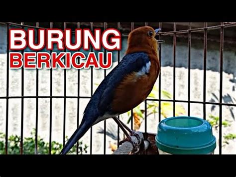 BURUNG ANIS MERAH BERKICAU MERDU YouTube