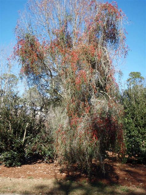 Ilex Vomitoria Folsoms Weeping Folsoms Weeping Holly Weeping