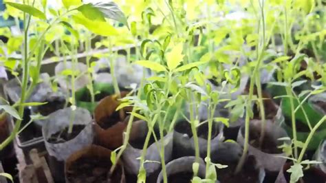 How To Germinate Tomato Seeds Faster Gardentoollife