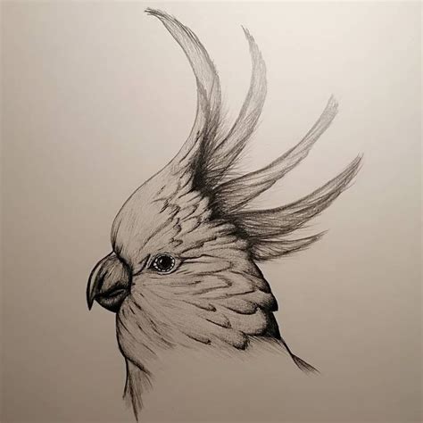 Realistic Bird Drawing