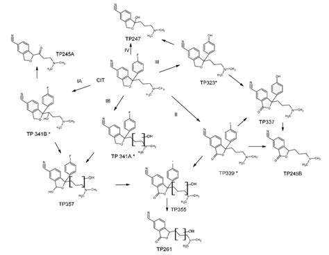 Scheme 1 Proposed Photocatalytic Degradation Pathway Of CIT