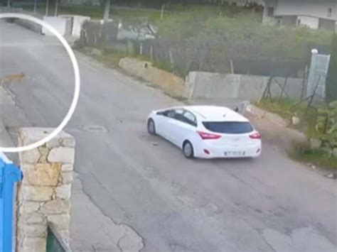 Alcamo Auto Pirata Shock Cane Investito E Ucciso