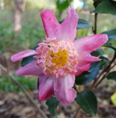 Camellia sasanqua