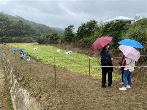 首屆桃園鮮奶節 大型牧草圈、小牛互動打卡拍不完 生活 中時