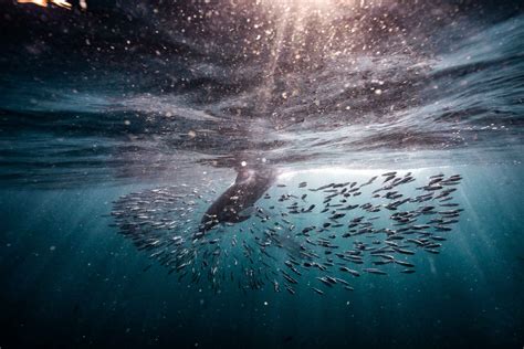 South Africa's Sardine Run attracts tourists but not locals | Adventure.com