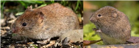 7 Types Of Mice And Rats Found In Florida Nature Blog Network