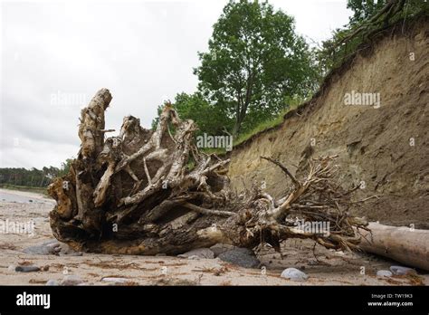 Slide Soil Erosion Row Of Trees Exposed To Seaside Cliff Face Erosion