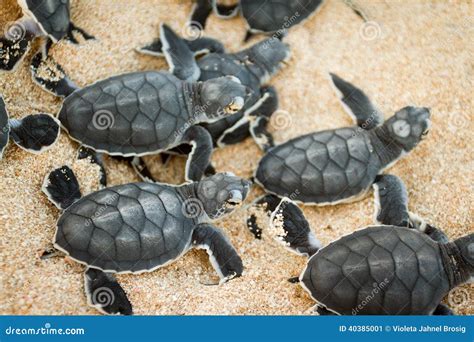 Cute Hatchling Baby Hawksbill Sea Turtle Eretmochelys Imbricata ...