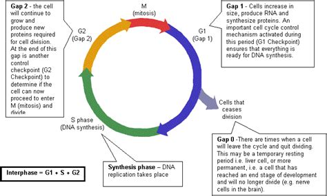 Sc912l1614cell Cycle And Mitosis Welcome To Dr Suris Science Class