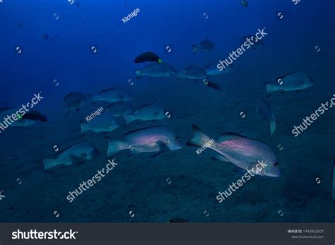 Marine Ecosystem Underwater View Blue Ocean Stock Photo 1443952607 ...