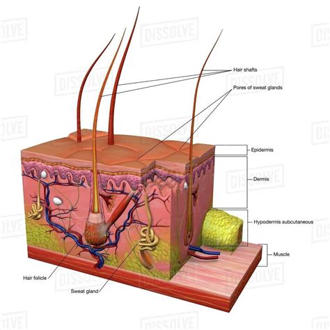 Medical Illustration Of Human Skin In Cross Section With Text Labels