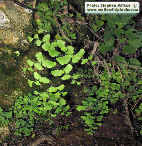 Adiantum capillus-veneris (Maidenhair Fern) : MaltaWildPlants.com - the ...