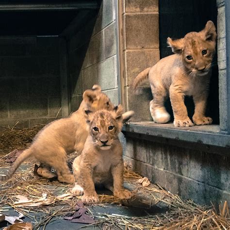 All lion cubs born at Cincinnati Zoo are female | WVXU