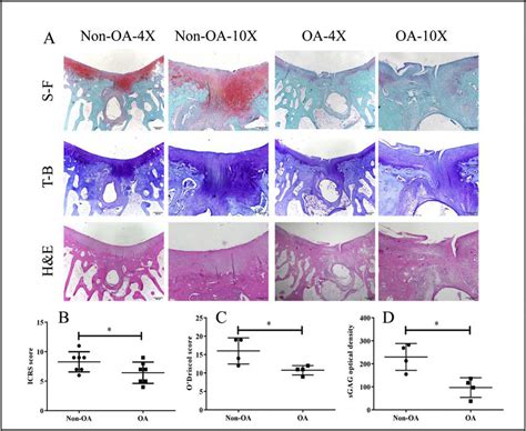 Histological Analysis Of Cartilage Repair At 16 Weeks Post Surgery A Download Scientific