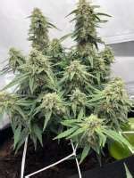 White Widow Automatic Von Royal Queen Seeds Cannabis Sorten Infos