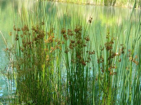 Photo Of The Entire Plant Of Common Rush Juncus Effusus Posted By