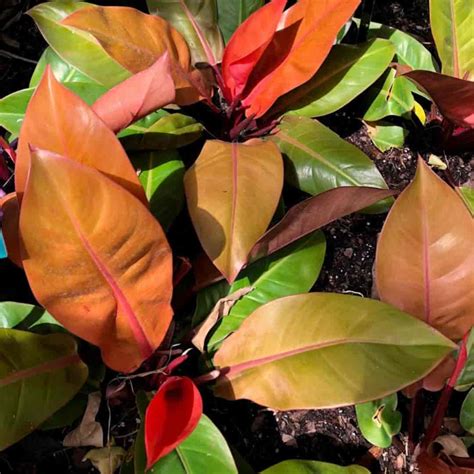 Philodendron Varieties Philodendrons At The Garden Center