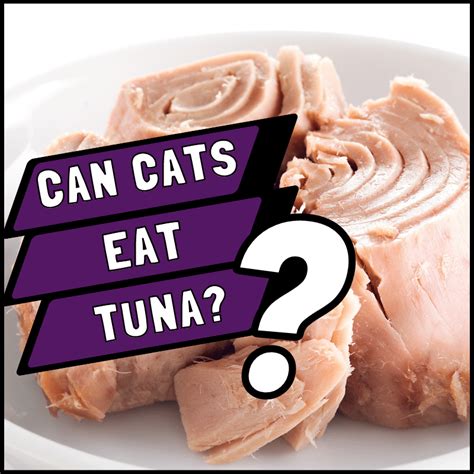 A Full Low Carb Cat Food List For Healthy Eating In 2023