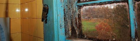 Mold Growth on Windows | Causes and Solutions - Environix