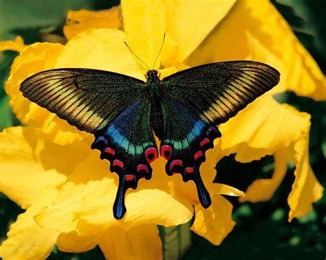 papillon