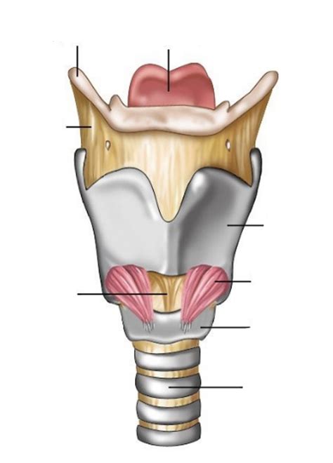 The Larynx Diagram Quizlet