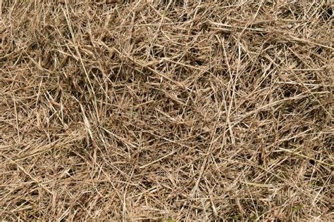 Fotos gratis naturaleza césped planta heno pradera textura