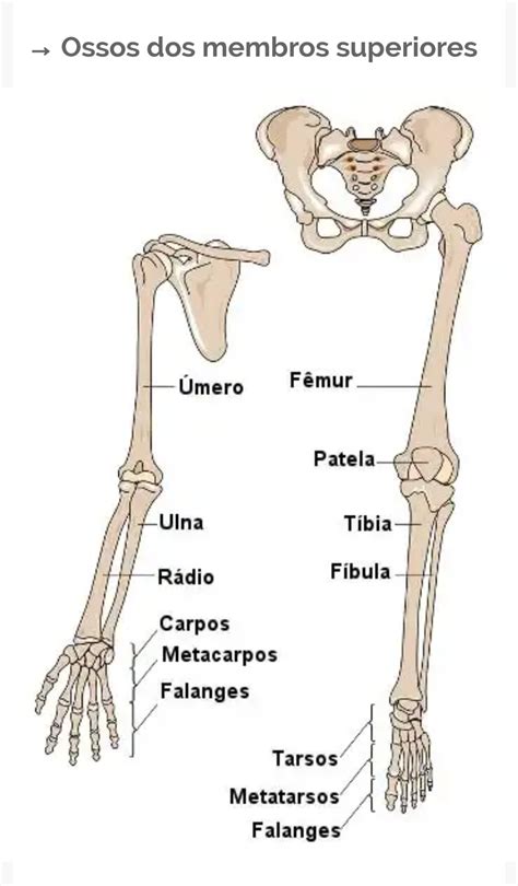 Ossos do membro superior Anatomia Sistêmica