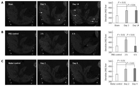 Contrast Enhanced Micro Computed Tomography Using Exitron Nano6000 For