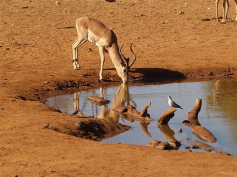 Springbok Antidorcas Marsupialis