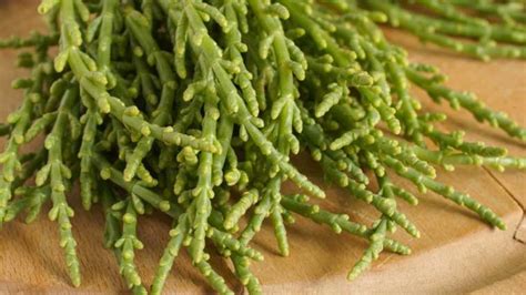 Growing Sea Beans How To Plant And Grow Glasswort